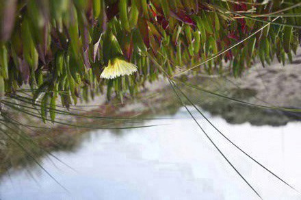 Georgia Johnson