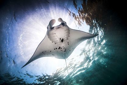 Mantarays