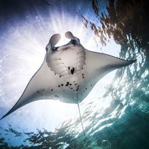 Mantarays