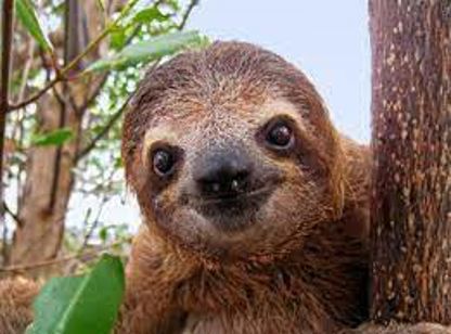 Team Sloth