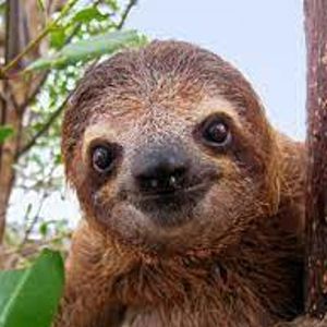 Team Sloth