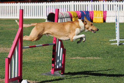 Dog Sports fitness