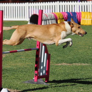 Dog Sports fitness