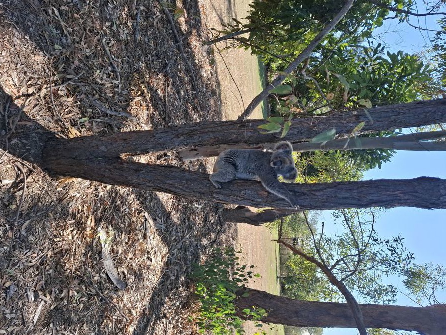 Koalas on the track