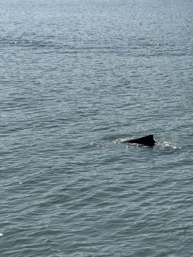 Walk at Spinnaker before work.