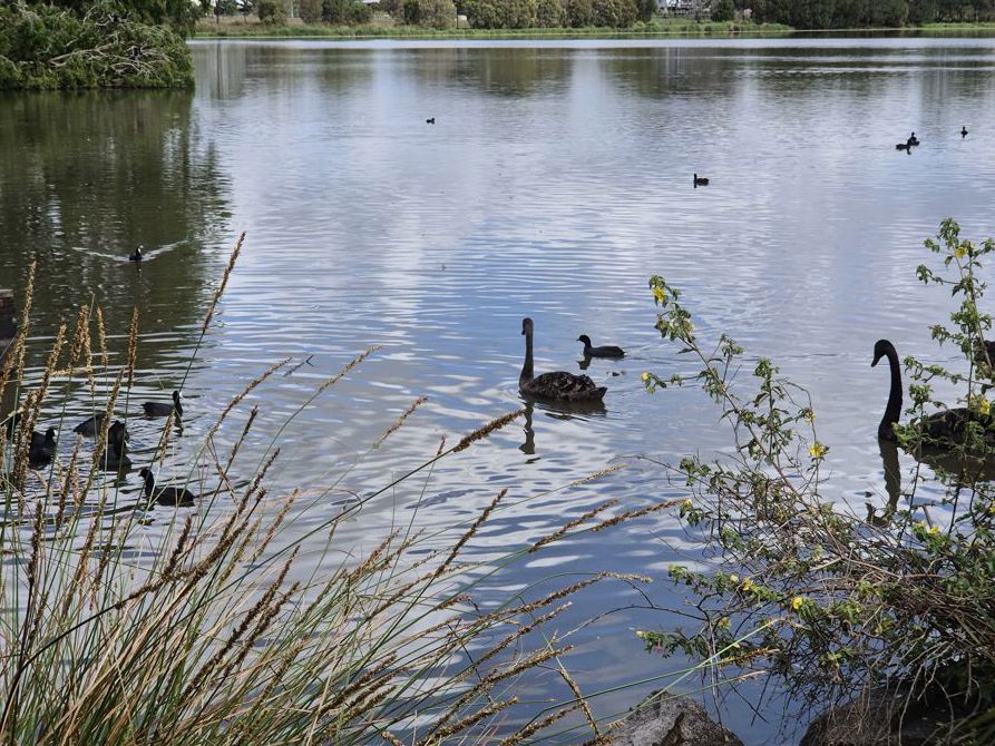 Wildlife at Lake Tygum