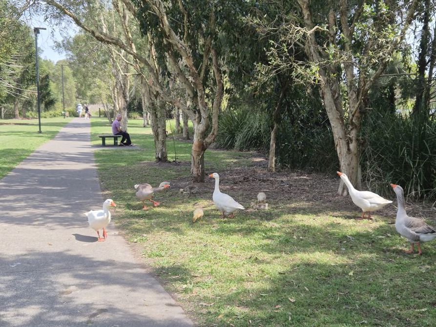 More Bird life at Lake Tygum