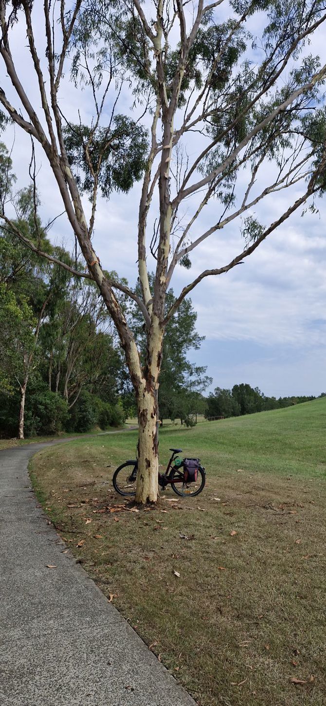 Lemon centred gumtree