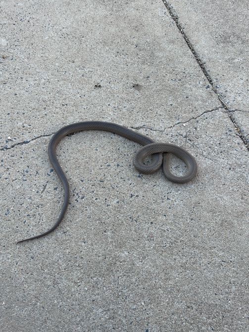 Snake!