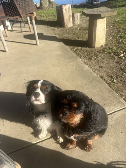 Two dogs support for double donation day